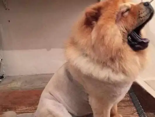 Send the Pine Lion to Dad. I saw the dog a month later