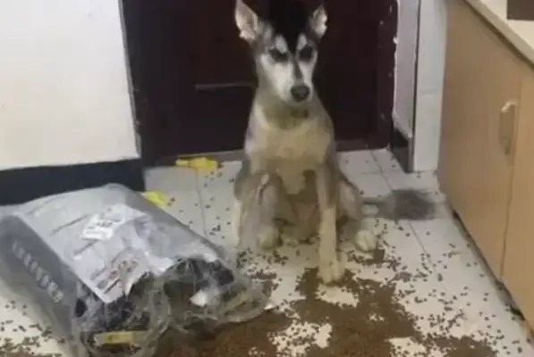 Alaskan dogs feed their homes, blood pressure rises immediately after the pet comes home