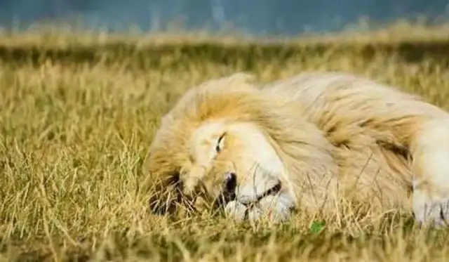 Send the Pine Lion to Dad. I saw the dog a month later