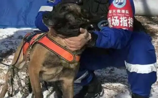 A foster search and rescue dog, with two rows of locks, managed to escape, and was eventually returned by a kind man
