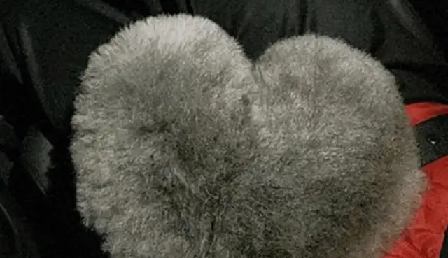 The dog was taken to the pet shop to look at the shape, and it felt like the dog was closing