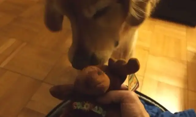 Superreal golden hound