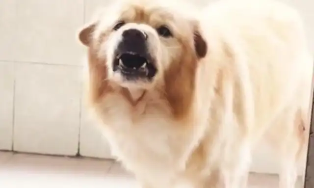 The lion bites the dog teacher, and the lady says the real reason: the dog was stabbed with a stick. Pass