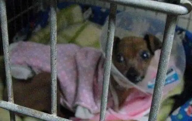 In 12 years of being locked in a cage, the breeder lost his eyes