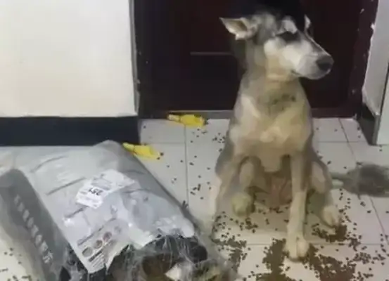 Alaskan dogs feed their homes, blood pressure rises immediately after the pet comes home