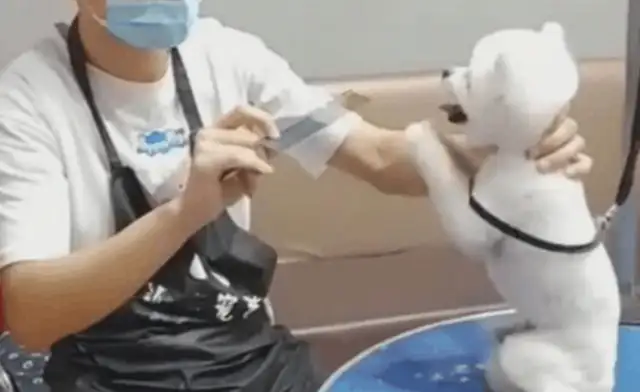 The hairdresser's ready to cut his hair in advance. The dog keeps asking, please don't make it ugly!