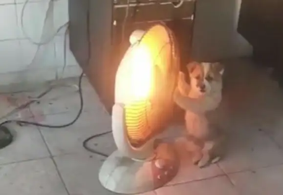 The dog acts like he's on fire, and he's got a lot of eyes