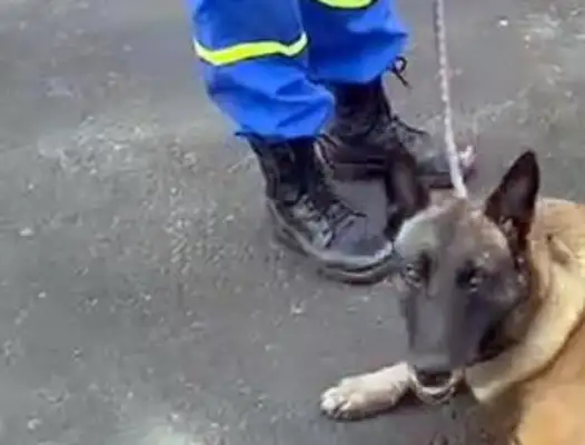 A foster search and rescue dog, with two rows of locks, managed to escape, and was eventually returned by a kind man