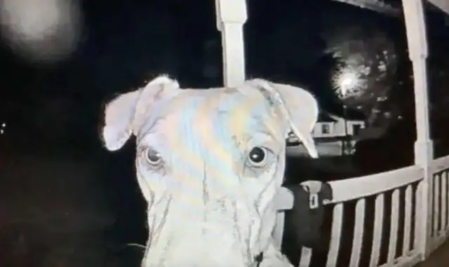 The dog ran away from home with fireworks and came back when the master was anxious