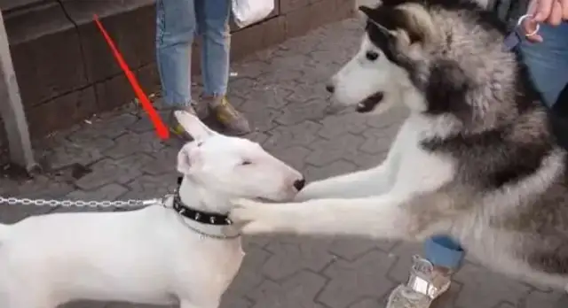 Haskill is in the neighborhood, often bullying the dogs, and encountering “hard players”。