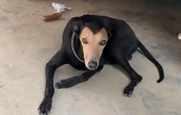 The dog's eyes don't look so good: who are the parents