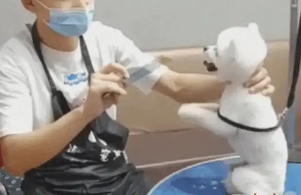 The hairdresser's ready to cut his hair in advance. The dog keeps asking, please don't make it ugly!