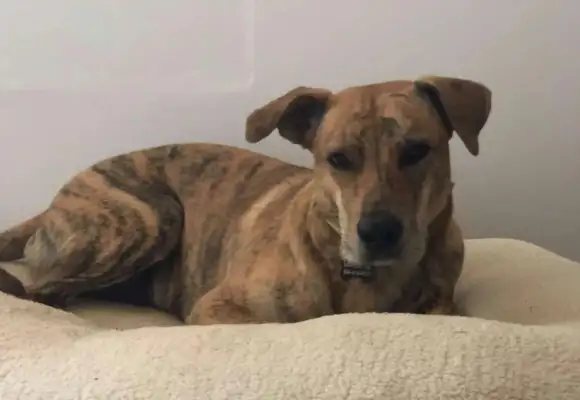The dog ran away from home with fireworks and came back when the master was anxious