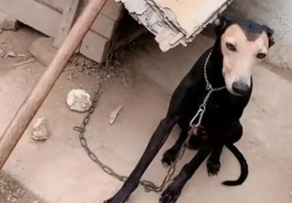The dog's eyes don't look so good: who are the parents