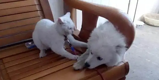 The master takes the dog to cut the hair, and when he returns, the master is sick of it: Ugly, stay away from me