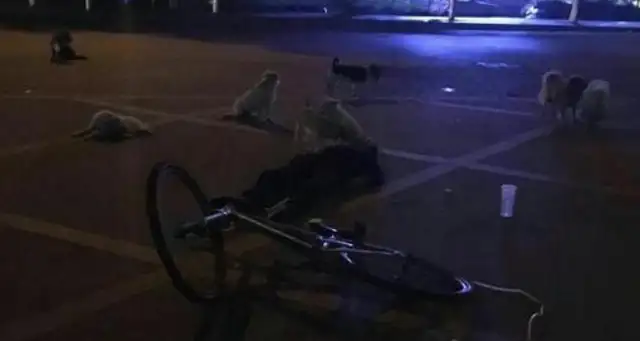 The old man died on a bike and adopted a stray dog