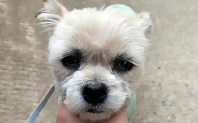 A stray dog with his head on his face