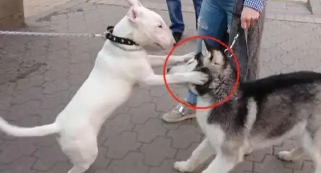 Haskill is in the neighborhood, often bullying the dogs, and encountering “hard players”。