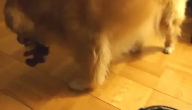 Superreal golden hound