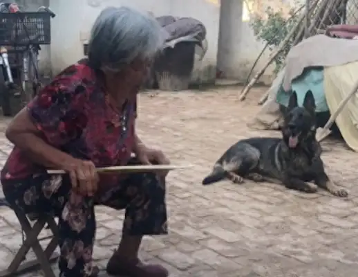 Grandma had trouble getting up, and pregnant dogs came to support her when they saw her