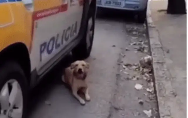 The master is under arrest. The dog is guarding the police car