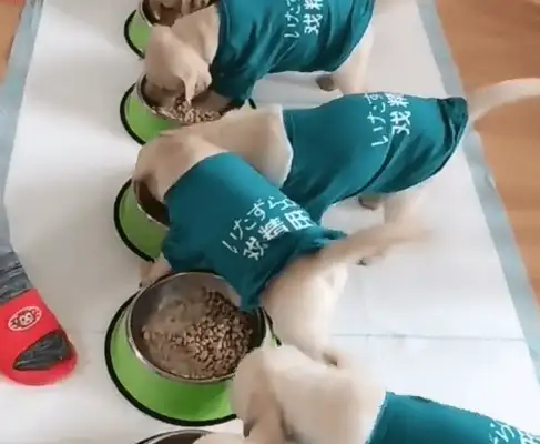 The master lets the dog eat, eight golden hairs go up, and the cybers laugh