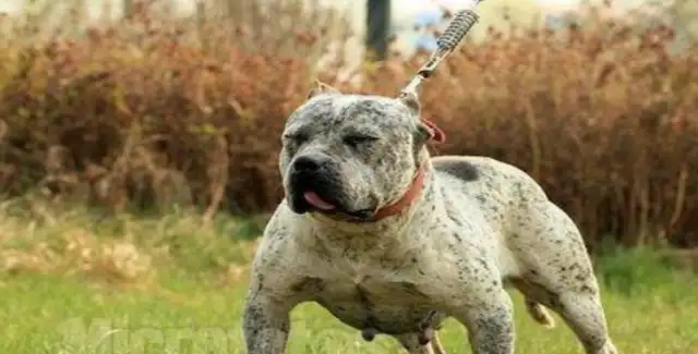 The dog is ten times more violent than the dog, but it's already extinct. The elephant