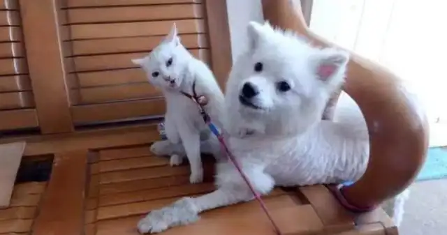 The master takes the dog to cut the hair, and when he returns, the master is sick of it: Ugly, stay away from me