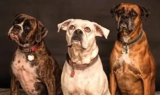 The dogs are always jealous, and there's nothing they can do: what should we do