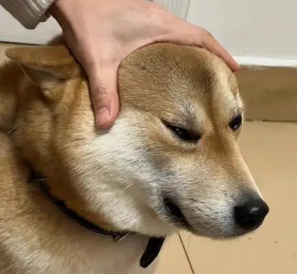 Men don't touch dogs, so they don't wash their hands