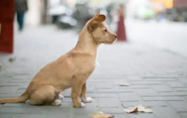 The stray dog jumped on the street and thought he was trying to bite until the dog cried