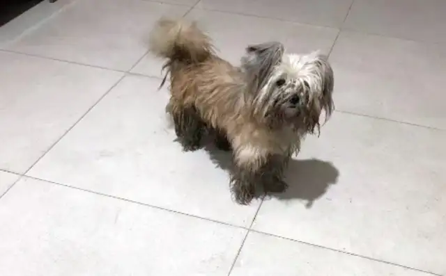 A stray dog with his head on his face
