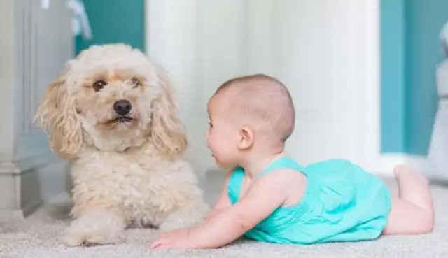Throwing dogs because they're allergic to children, abandoning 12-year-old dogs, saving people: excuses