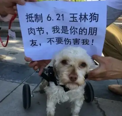 Chongqing picked up a stray dog and came home