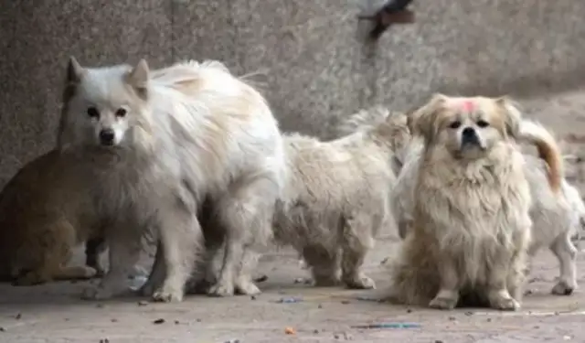 The stray dog jumped on the street and thought he was trying to bite until the dog cried