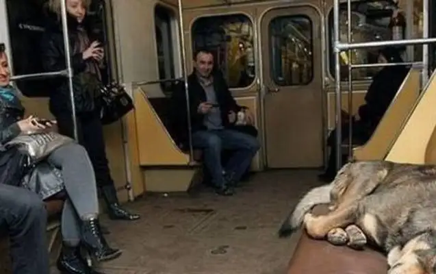 The stray dog lived at the subway station for a long time, realized the courtesy of taking the subway, often giving way to passengers