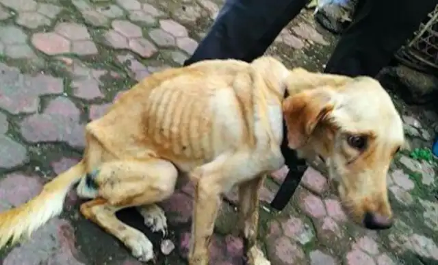 Throwing dogs because they're allergic to children, abandoning 12-year-old dogs, saving people: excuses