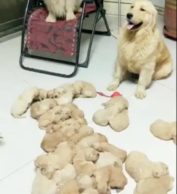Blondie gave birth to a lot of dog babies. They're all chicken hairs