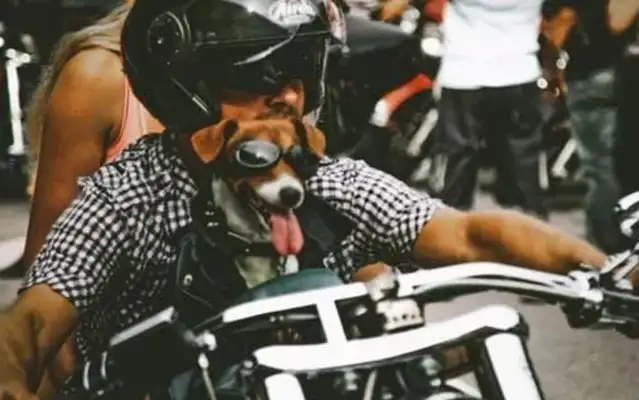 The dogs are always jealous, and there's nothing they can do: what should we do