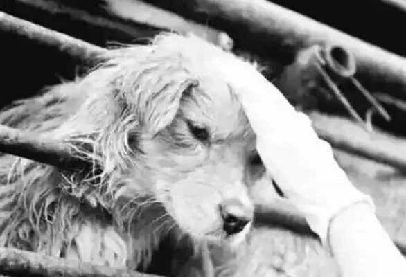 Chongqing picked up a stray dog and came home