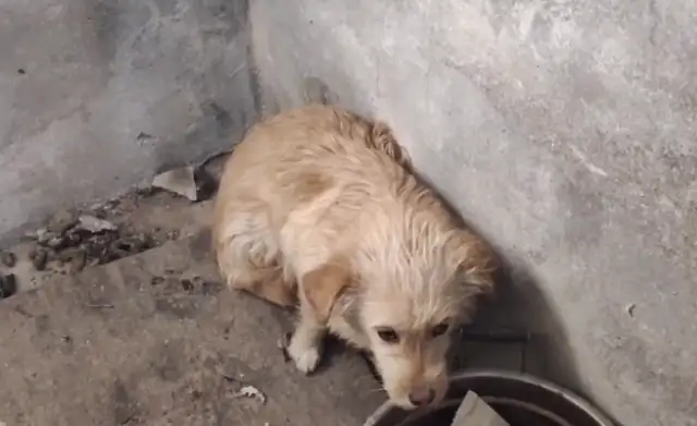 Coward doggy gets 50 bucks for help. Stop