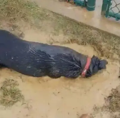 The man discovered a trapped black dog in the yard and concluded he saw the dog's eyes and came back