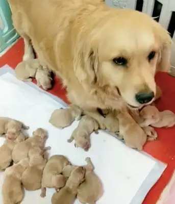 Blondie gave birth to a lot of dog babies. They're all chicken hairs