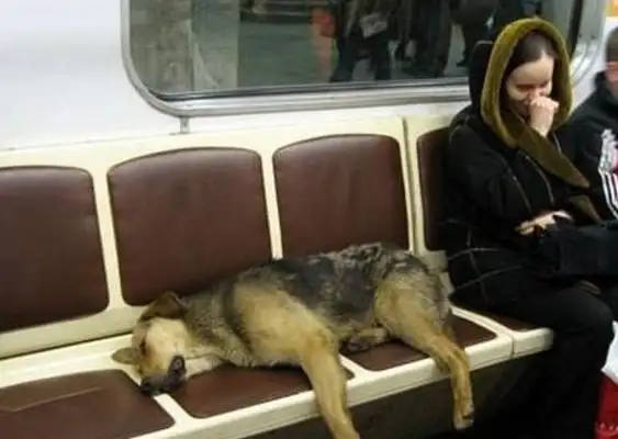 The stray dog lived at the subway station for a long time, realized the courtesy of taking the subway, often giving way to passengers