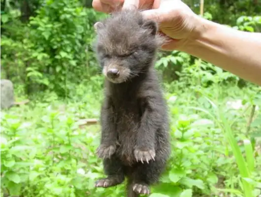 We found five cats, but the vet said it wasn't cats, but when they grew up..