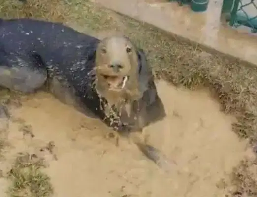 The man discovered a trapped black dog in the yard and concluded he saw the dog's eyes and came back