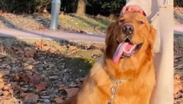 The owner's wife's dog is worth $700,000