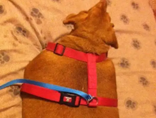 Dogs are fed pizza and fast food for a long time, fat enough to lose 25 pounds of weight, double-pipe diet. Down