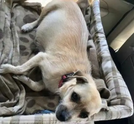 An unexpected delivery of a pregnant woman in a stray car, assisted by a husband and wife, and six beautiful dogs were born