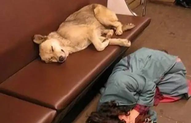 The stray dog lived at the subway station for a long time, realized the courtesy of taking the subway, often giving way to passengers